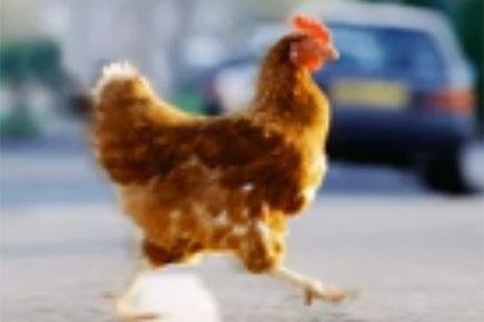 Netherlands - chicken road slot